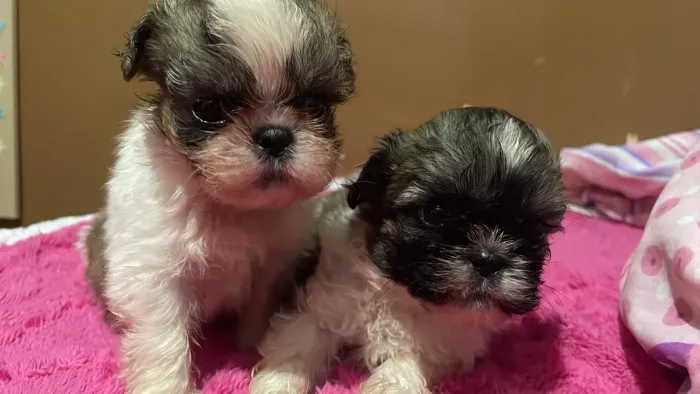 Filhotes de shih Tzu machos