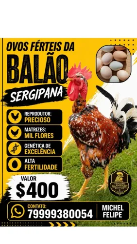 Ovos férteis da Balão Sergipana 