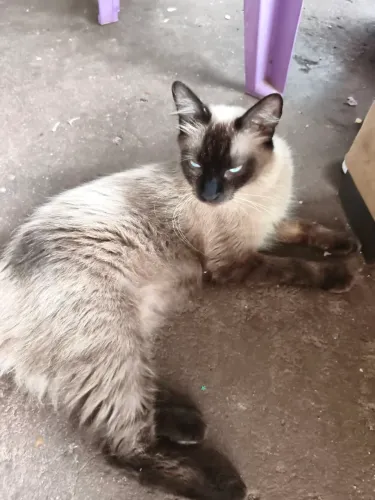 Doação de Gato 
