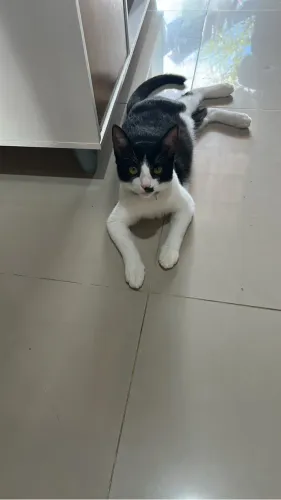 Gato macho frajola castrado