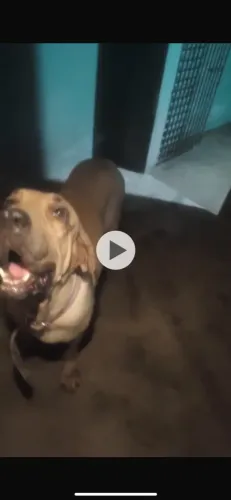 Filhotes fila brasileiro