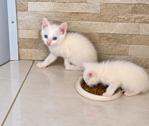 GATINHA DÓCIL PARA ADOÇÃO