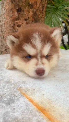 Husky Siberiano - Pelagem vermelho