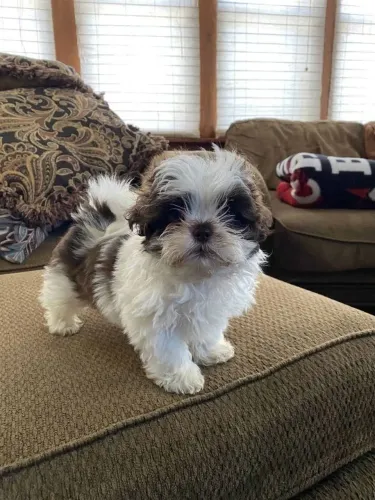 Shih Tzu Seu próximo favorito pode estar neste anúncio