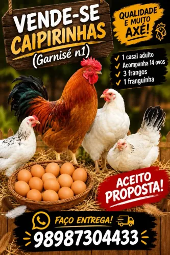 Vendo frangos , (caipirinha).