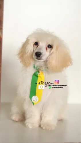 Poodle macho Insta gram @filhotesfloresdooriente