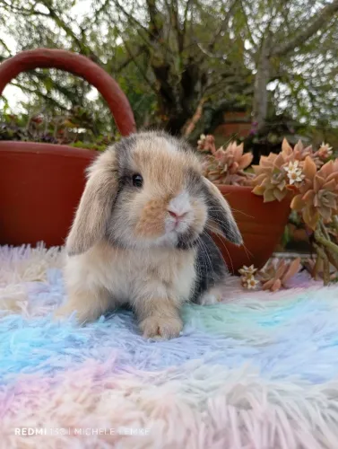 Mini coelhos 