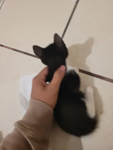 gatos para doação 