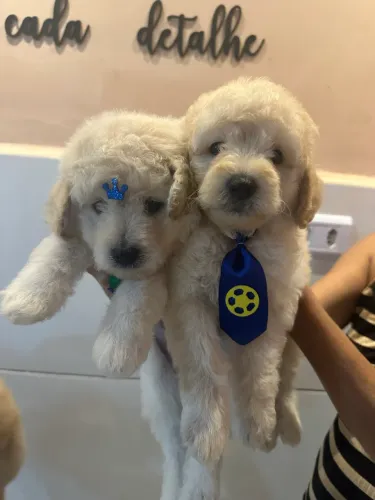 Filhote poodle com Maltês