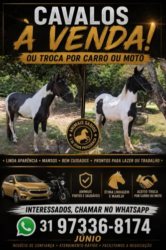 Vendo cavalos ou troco por carro/moto 