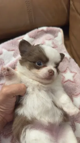 Fêmea Chihuahua Chocolate Pelo Longo