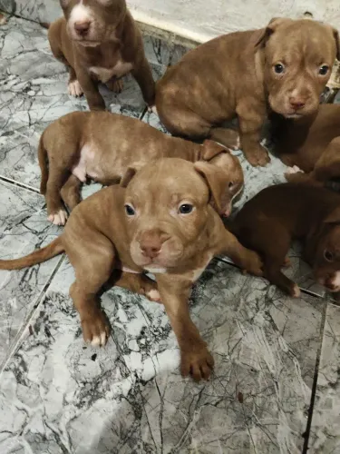 Pitt Bull