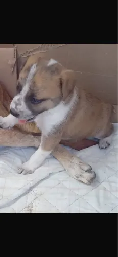 Lindos cachorrinhos para adoção