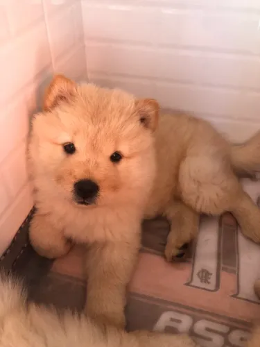 Uma pequena para te fazer feliz, chow chow fêmea