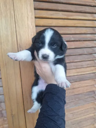 Filhotes de Border Collie