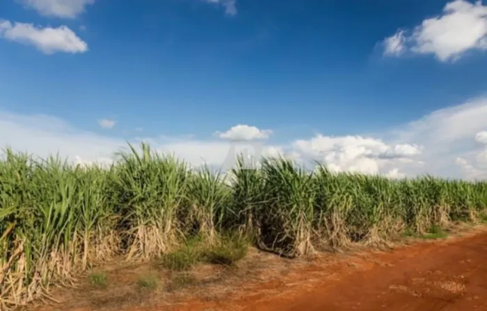 Fazenda de Cana a Venda - Piracicaba - 44 Alqueires