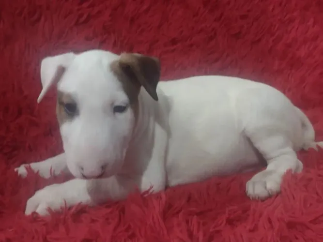 Filhote de Bull terrier um filhote marcante e cheio de energia 