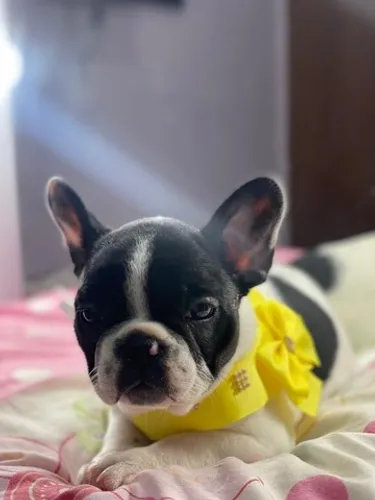 BULLDOG FRANCÊS EM ATÉ 12X