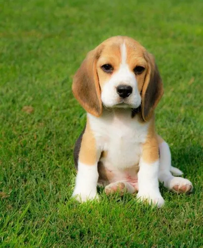 BEAGLE COM PEDIGREE E MICROCHIP 