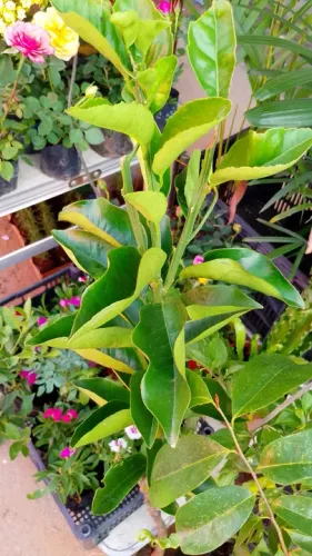 Frutíferas Enxertadas