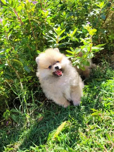 Lulu da Pomerânia - Macho - Pedigree CBKC - 10x s/ no cartão com Garantia