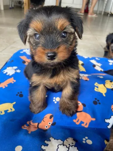 Filhote Yorkshire Macho