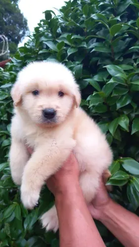 Golden Retriever Chamar whats *