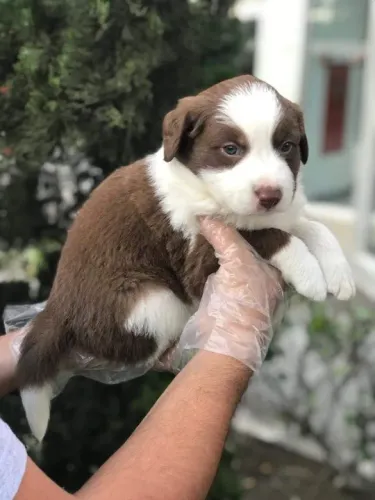 Border Collie - Machos -chocolate -filhotes 100% puro com garantia - Loja física