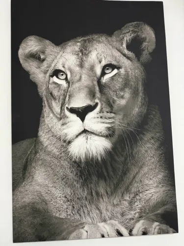 Quadro Decorativo Leoa 1x1,5m