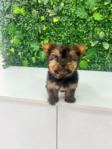 Filhote de Yorkshire Terrier - Fofura em 4 Patas!