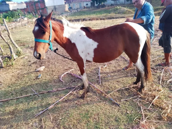 Potra piquira pampa