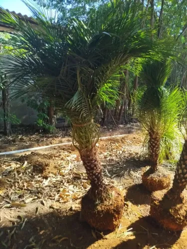 Palmeira fenix