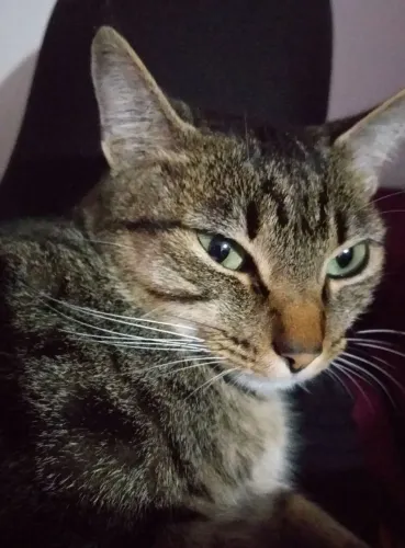 Doação gata castrada 