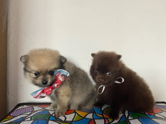 Filhotes de Spitz Alemão (Lulu da Pomerânia)