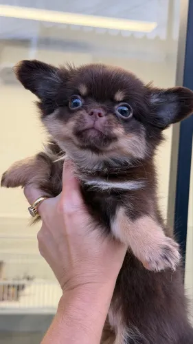 chihuahua tailandês