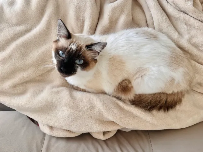 Gata fêmea de 11 meses para adoção