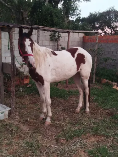 Cavalos 