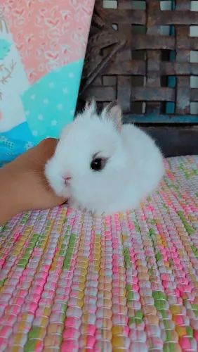 Coelho anão Netherland dwarf 