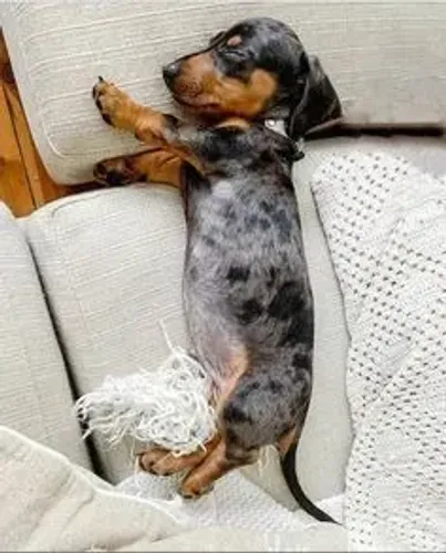 Dachshund Sempre Presente Em Bons Momentos