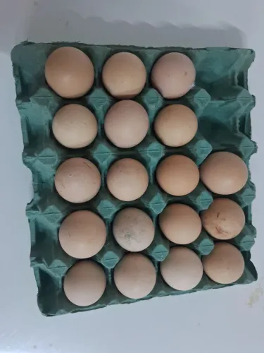 Ovos de Galinha Indio Gigante