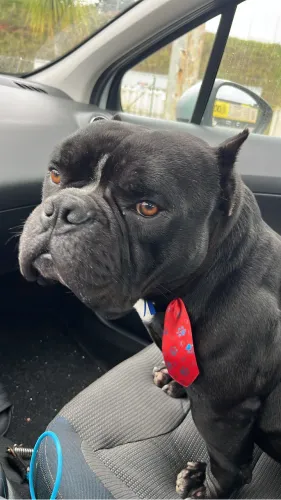 American Bully Pocket cobertura
