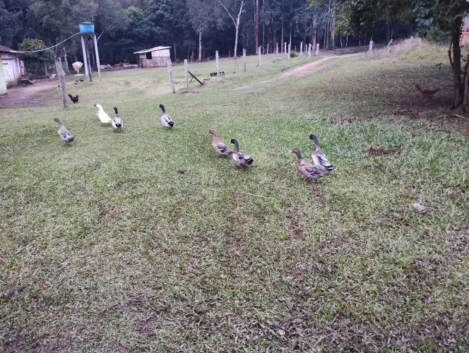 Marrecos machos 