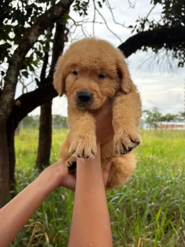 Golden retriever ALTÍSSIMO PADRÃO puros!!! Com pedigree