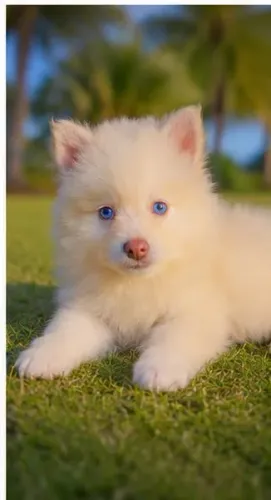 Pomsky Branco Filhote Disponível no DF