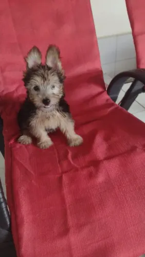 linda filhote de yorkshire terrier super dócil.