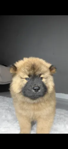 Cachorro