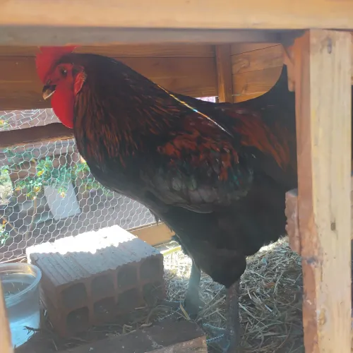 Vendo um frango gigante negro