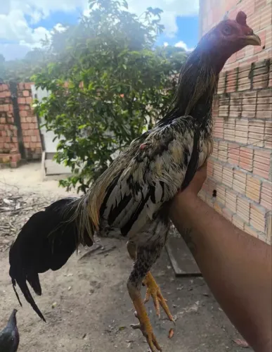 Galinha de raça 100% original mandar mensagem no zap