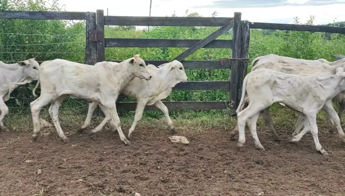 12 Bezerras Nelore (Pirenópolis)