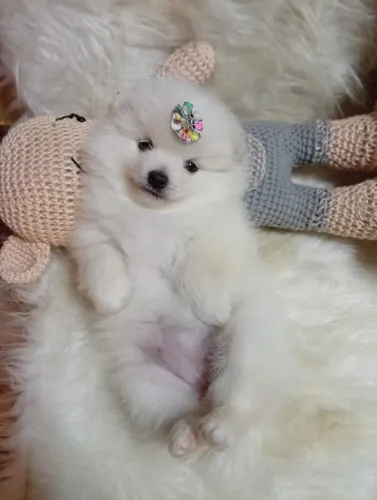 PVA - Lulu da Pomerânia - Spitz Alemão com garantia e pedigree